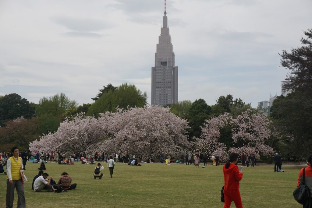 Tokyo Sakura 